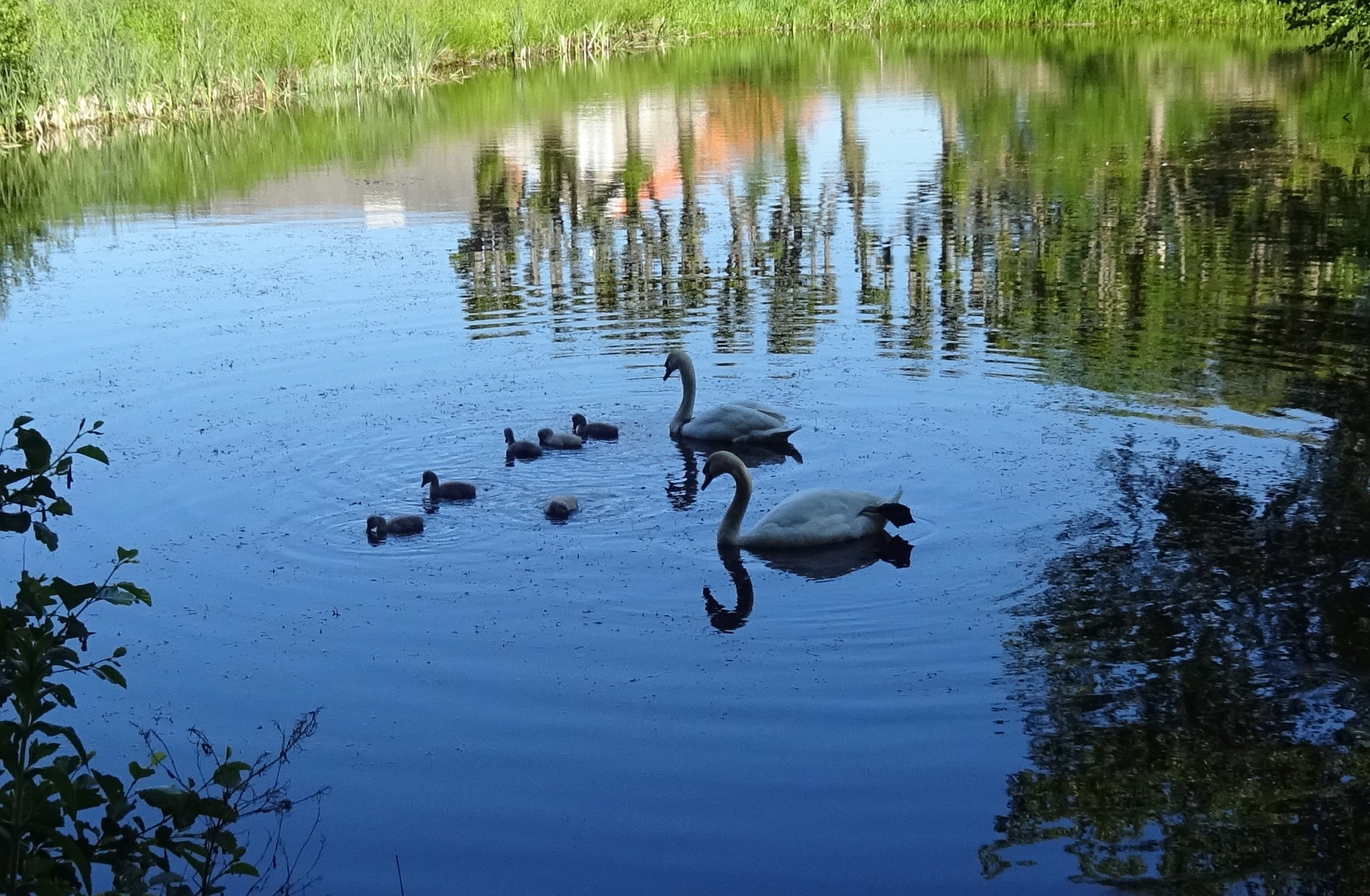 23-08-26-Svaner 23-08-26-Svaner